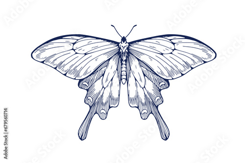 Butterfly drawing in retro vintage style. Outlined engraved moth. Hand-drawn insect. Chinese windmill, Byasa alcinous, antique handdrawn sketch. Vector illustration isolated on white background