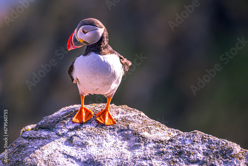Puffin on the rock