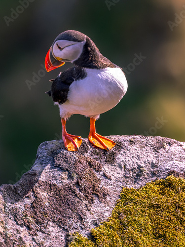 atlantic puffin or common puffin