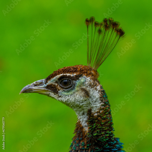 portrait of a peacock