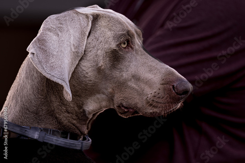 portrait of a dog