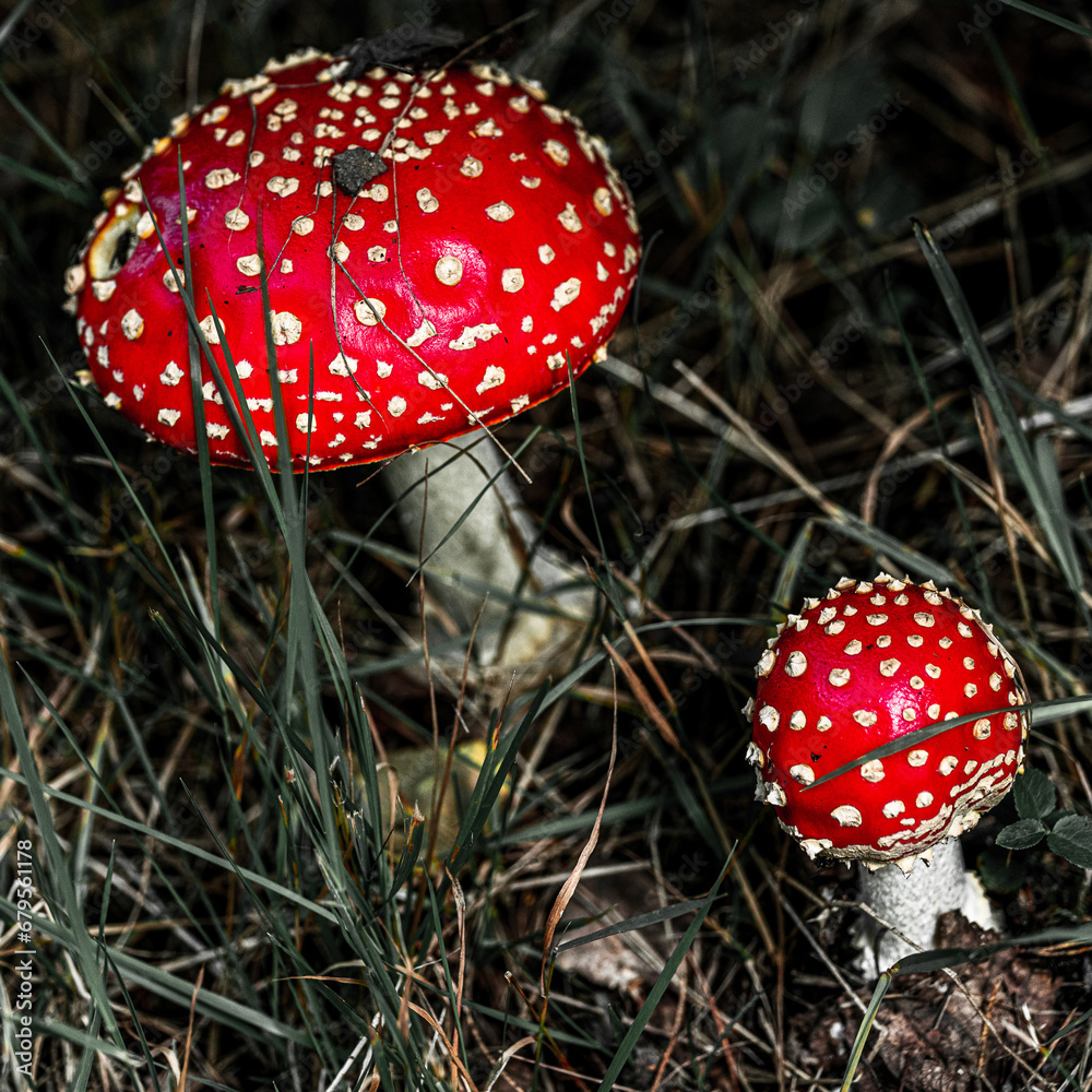 fly agaric mushroom