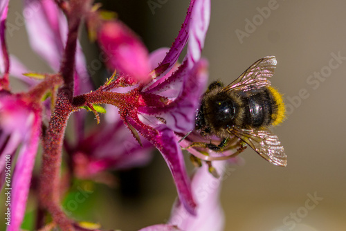 bee on flower