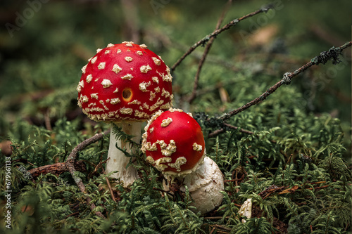 fly agaric mushroom