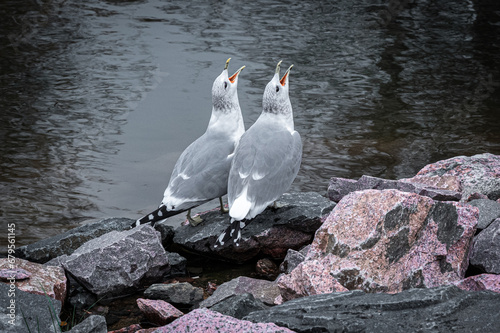 seagull on the rocks
