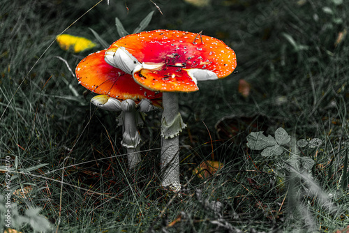 fly agaric mushroom photo