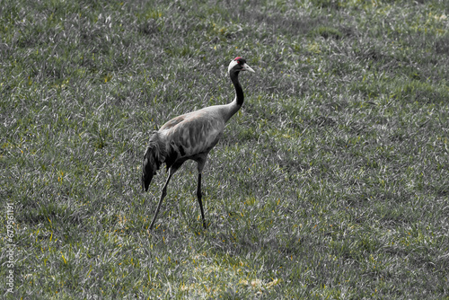 Crane (grus grus)