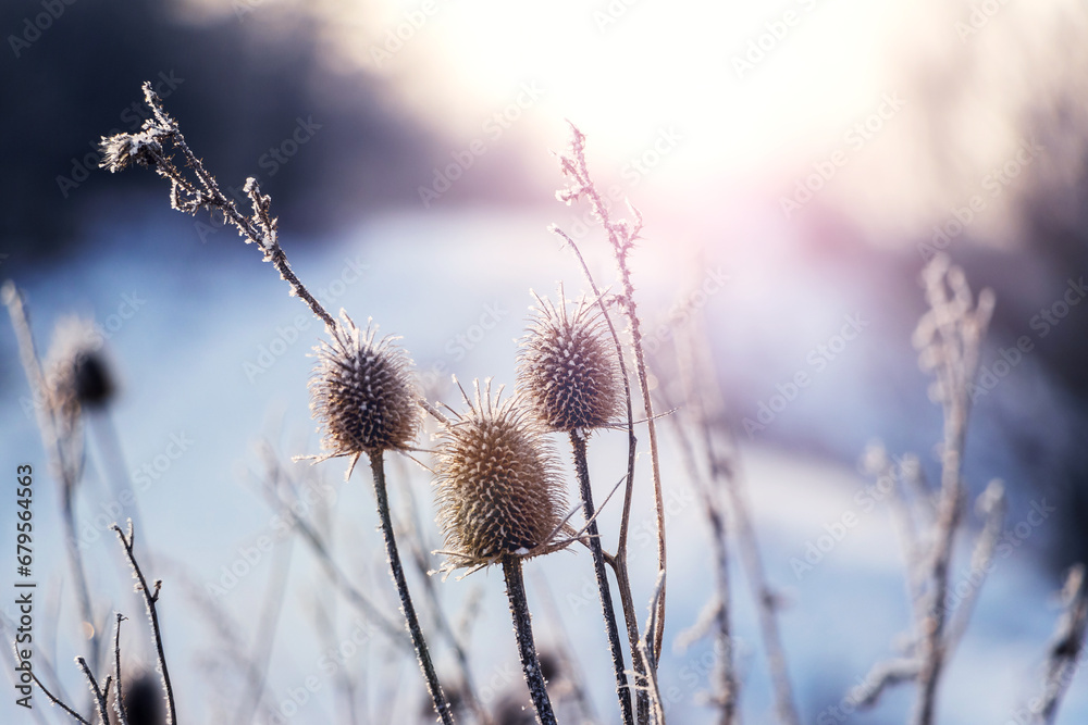 Winter landscape with frost-covered plants in a meadow on a sunny day