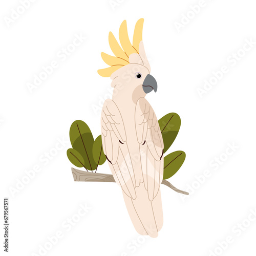 Sulphur crested cockatoo sit on branch. Talking parrot. Exotic bird with fluffed yellow crest. Tropical animal, rainforest fauna, wild nature. Flat isolated vector illustration on white background