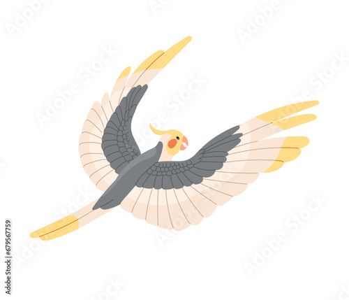 Cute cockatiel flying. Australian parrot with fluffed yellow crest spread wings. Corella, quarrion, weiro fly. Colorful bird, exotic pet. Flat isolated vector illustration on white background
