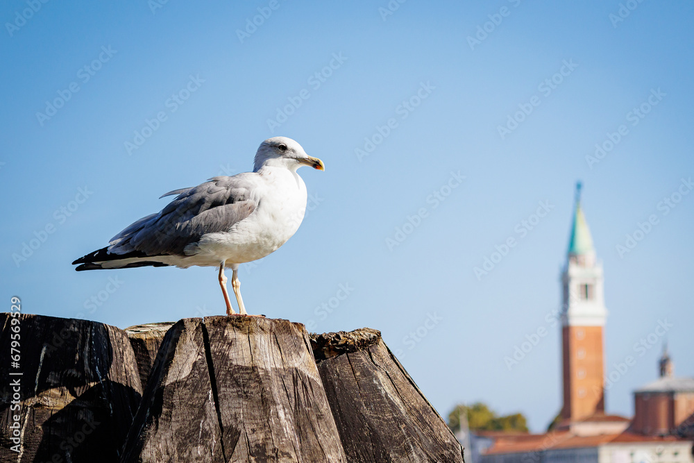 Seagull perched on a wooden pole or mast in the Italian city of Venice at sunset Seagull perched on a wooden pole or mast in the Italian city of Venice at sunset