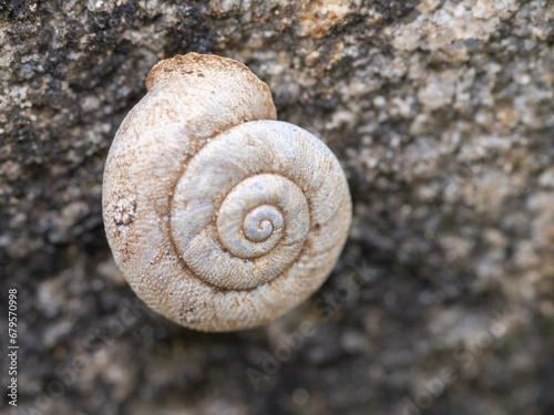 helicella snail photo