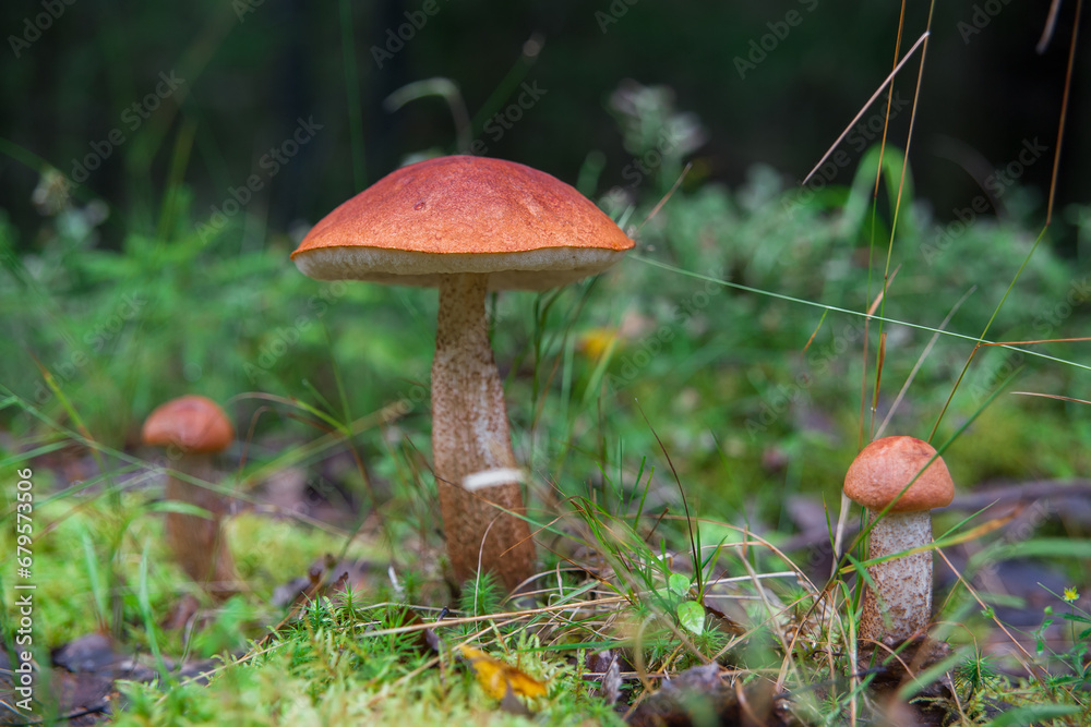 Macro photography with shallow depth of field. Selective focus on the mushroom cap. Edible boletus mushrooms grow in the forest. Macro photography with shallow depth of field. Selective focus on the mushroom cap. Edible boletus mushrooms grow in the forest.