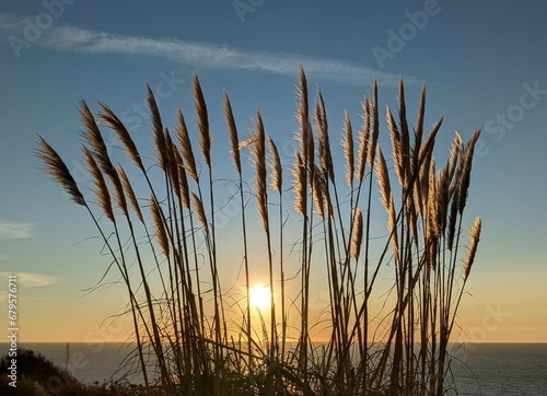  pampas grass plants overlooking the ocean at sunset