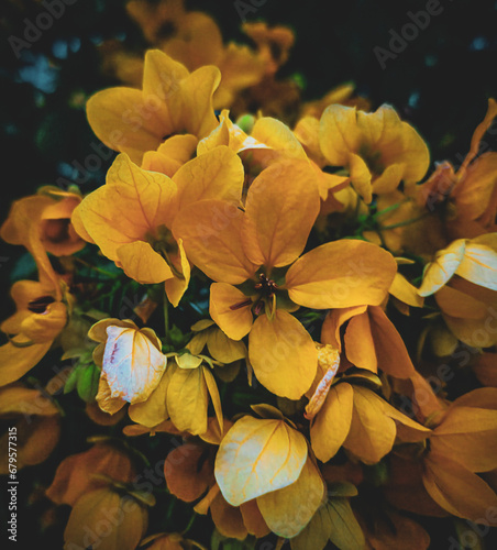 bouquet of flowers