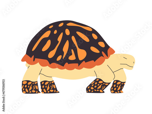 ornate box turtle black color and orange spot dot wild nature animal creature slow walk with shell