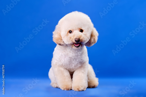 A sitting apricot-colored poodle puppy on a blue chromakey background