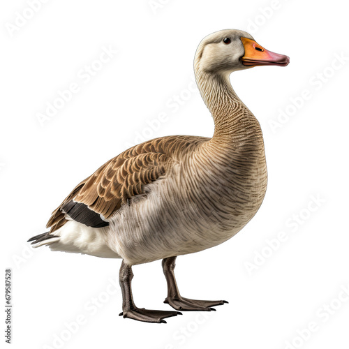 Goose on Background Isolated on Transparent or White Background, PNG