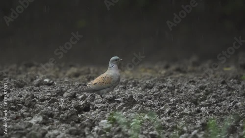 Turtle dove in the rain, slow motion