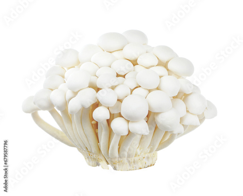 Shimeji mushroom isolated on white background.