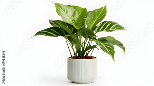 plant in a pot. realistic plant pot isolated on white background.