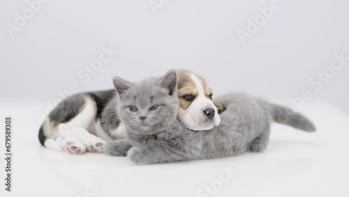 Sleepy Beagle puppy lying on playful kitten