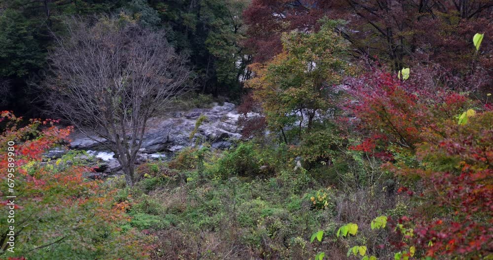 Scenery of forests with autumn leaves and clear streams. Scenery of forests with autumn leaves and clear streams.