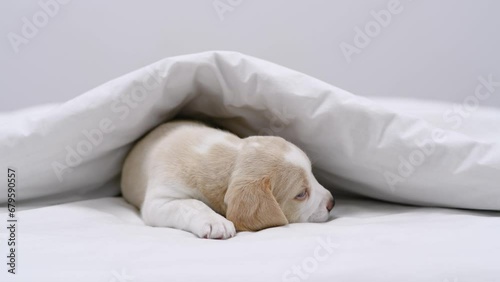 Cozy Beagle puppy sleeps under warm blanket on a bed at home photo