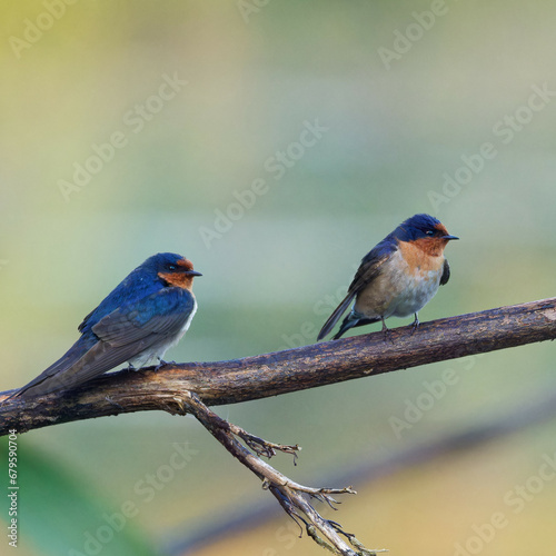 A pair of Welcome Swallows perched on a branch early in the morning