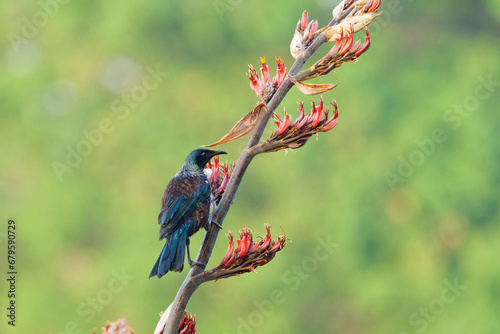 A Tui feeding perced on branch early in the morning  photo