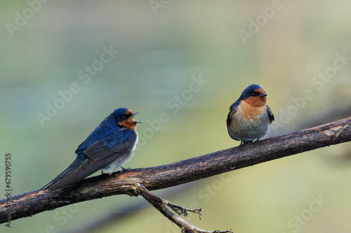 A pair of Welcome Swallows perched on a branch early in the morning