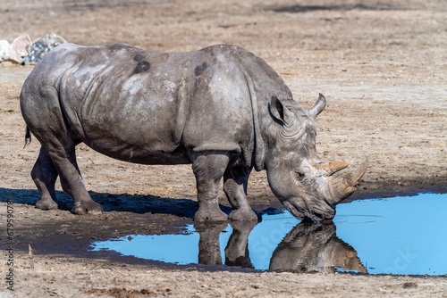 Close-up image of an African rhinoceros drinking from a pond on a sunny day