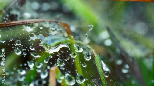 Water drops on a spider web after the rain. Slow motion, macro shot. 