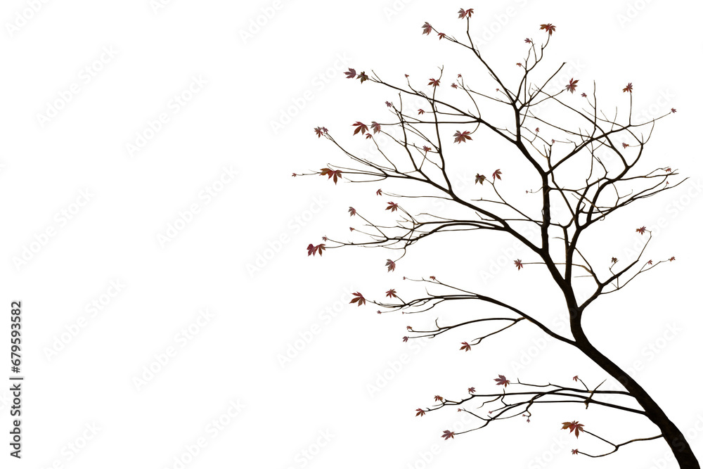 Image of a tree with few natural leaves isolated on a png file with a transparent background.
