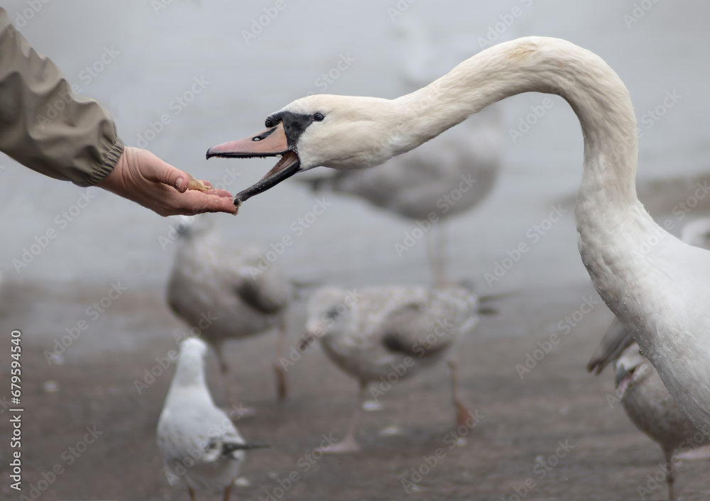 Obraz premium Feeding swan from hand