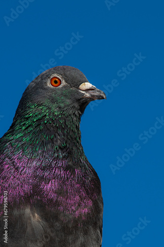 Front view of the face of Rock Pigeon face to face.Rock Pigeons crowd streets and public squares, living on discarded food and offerings of birdseed. Portrait of a common pigeon - columba livia domest