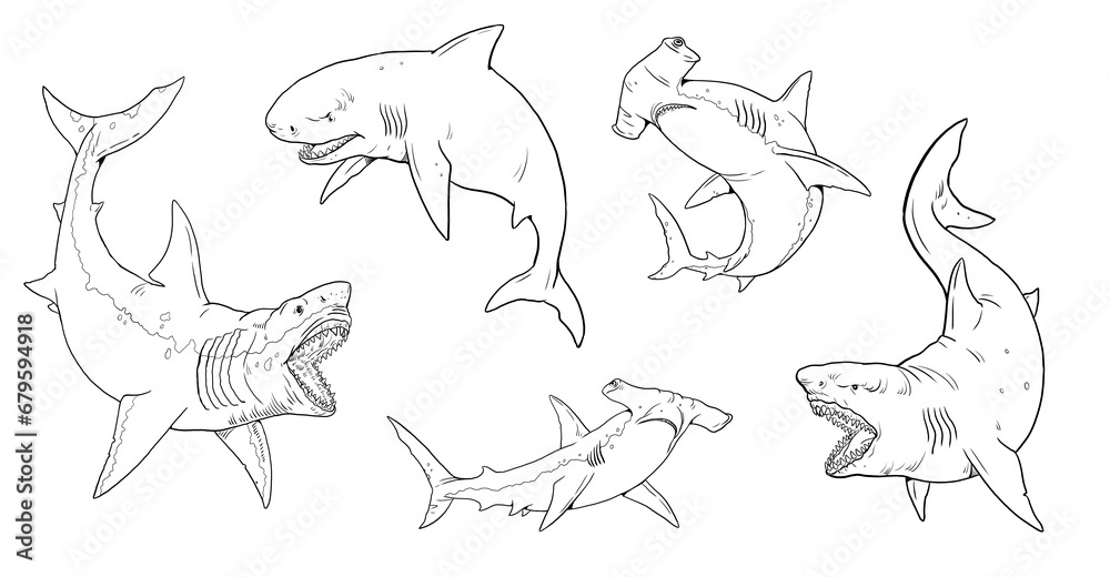 Set with sharks templates for coloring: great white shark, megalodon, mako and hammerhead shark. Hand drawn illustration. - obrazy, fototapety, plakaty 