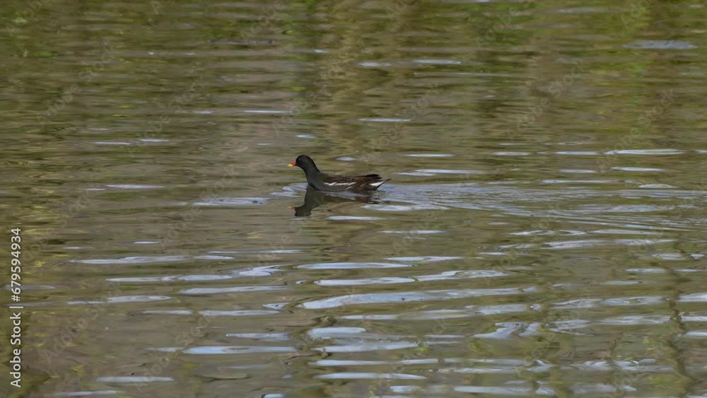 Eurasian Common Moorhen in natural ambient (Gallinula chloropus) - (4K) Eurasian Common Moorhen in natural ambient (Gallinula chloropus) - (4K)