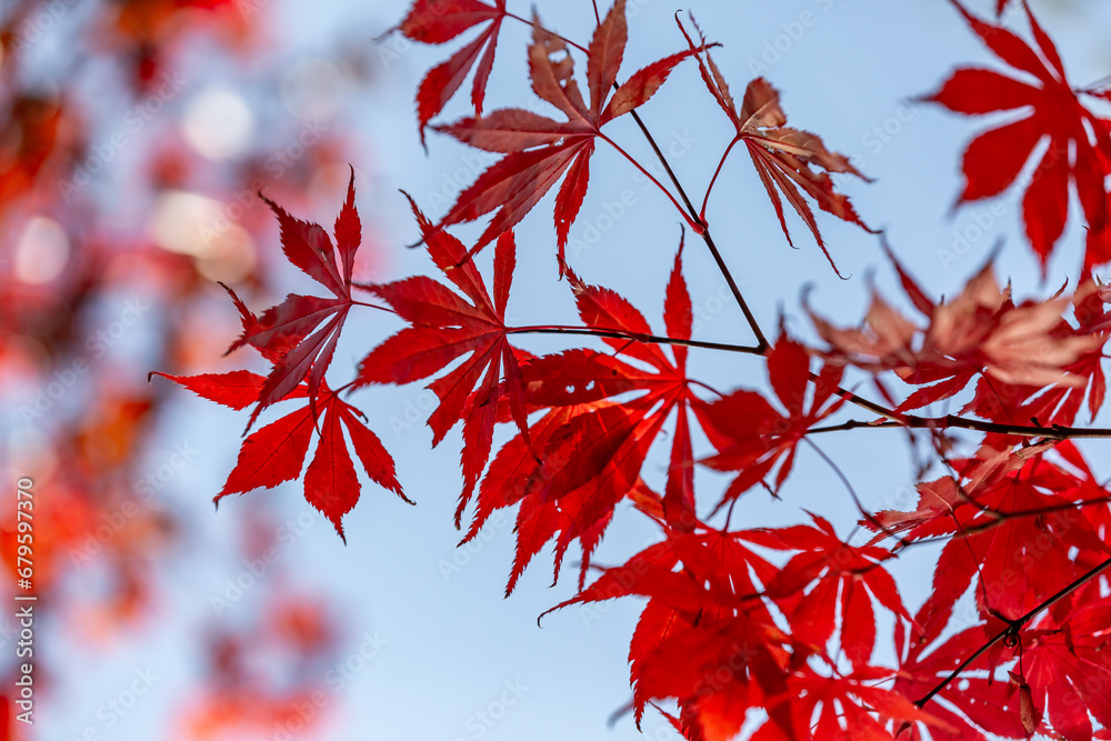 Sunshine shining through maple leaves on a November day Sunshine shining through maple leaves on a November day