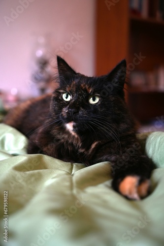 a fluffy cat is lying on the bed. pet care