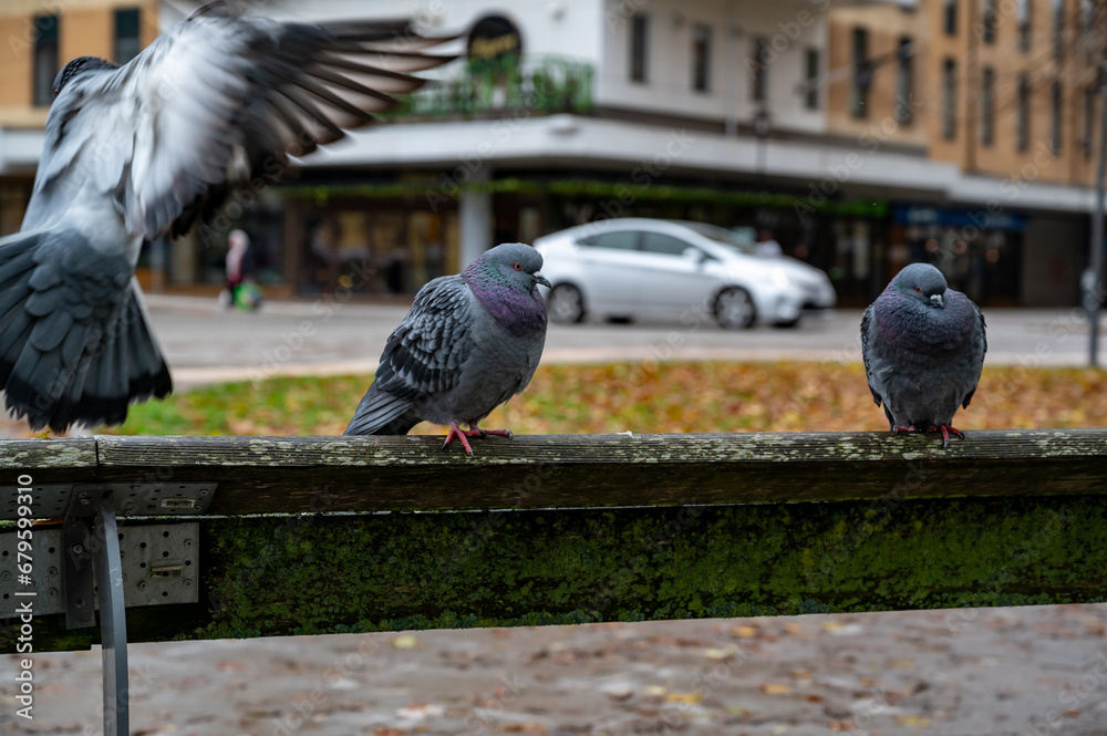 Fototapeta premium Pigeon bird in Orebro city center near castle