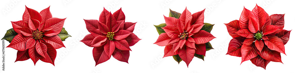 Poinsettia flower  Hyperrealistic Highly Detailed Isolated On Transparent Background Png File