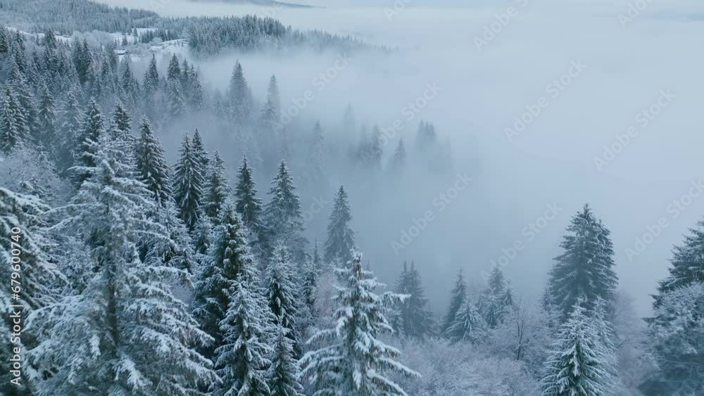 Mountains winter forest nature travel view frozen morning tree Mountains winter forest nature travel view frozen morning tree
