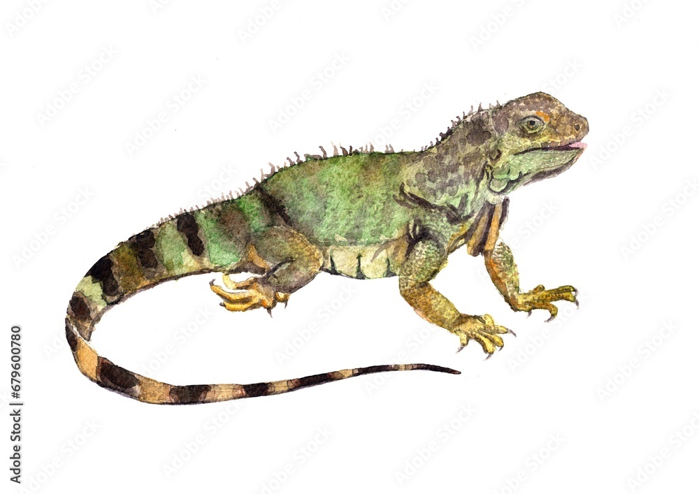 Fototapeta premium Watercolor illustration, iguana on a white background. Picture with a lizard, realism, image for the alphabet, encyclopedia, children's illustration.