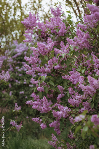 Lilac flowers. Lilacs are blooming in the garden. Spring bloom.