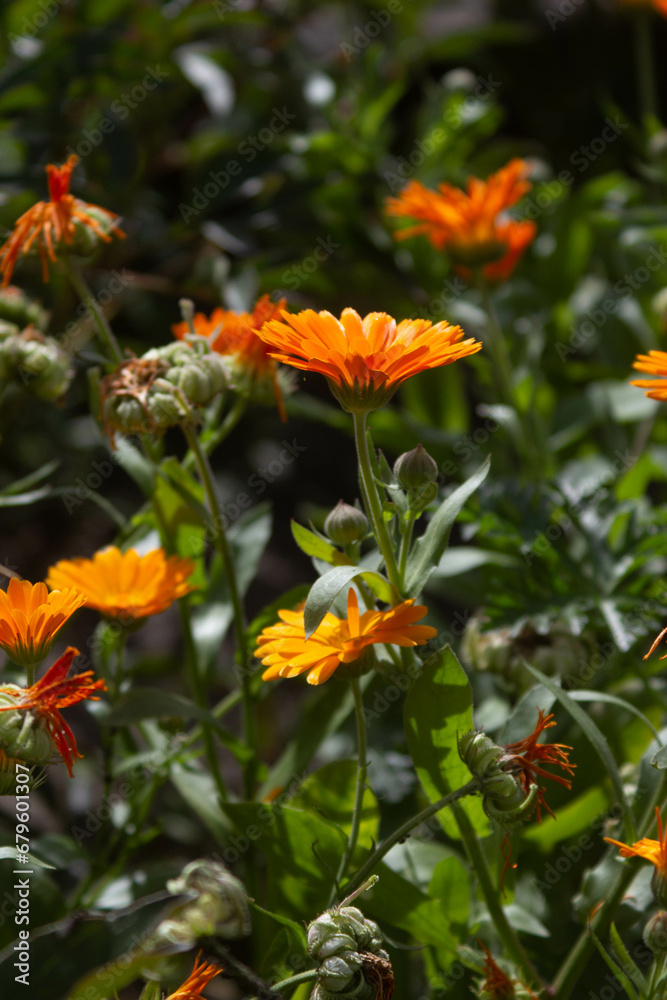 orange flower orange flower