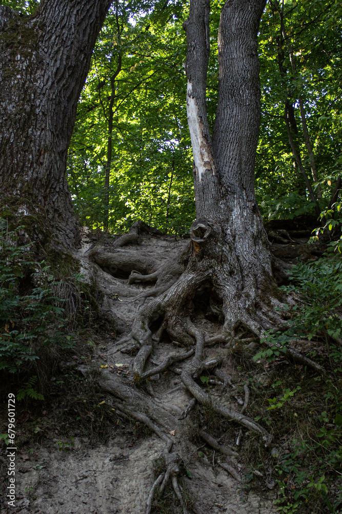 Fototapeta premium tree in the woods