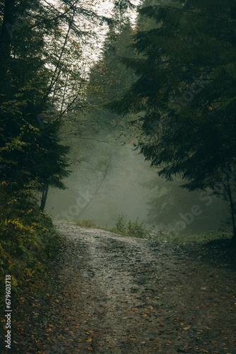misty morning in the forest