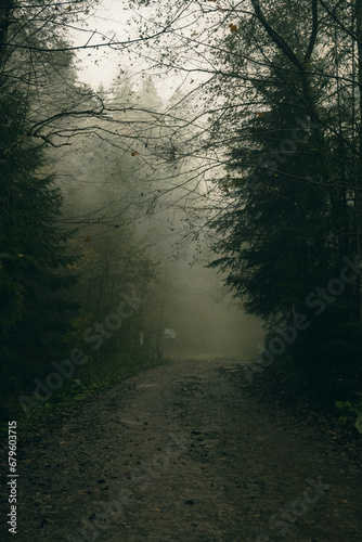misty morning in the forest