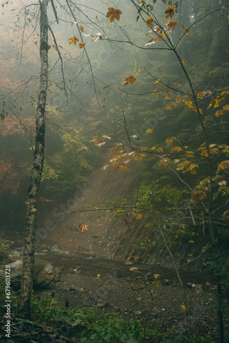 autumn in the forest